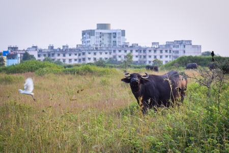 Farmed buffaloes in a green field on the outskirts of an urban city