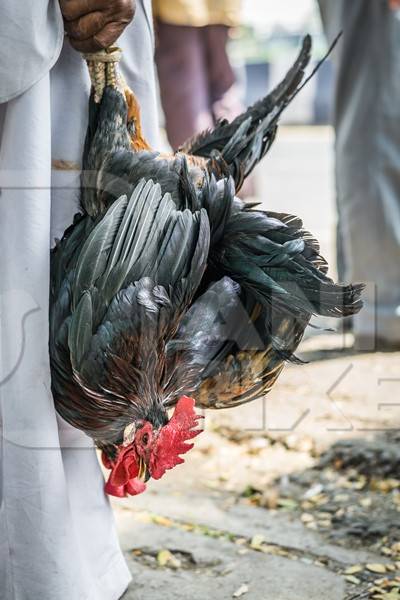 Man holding bunch of black chickens upside down at Juna Bazaa