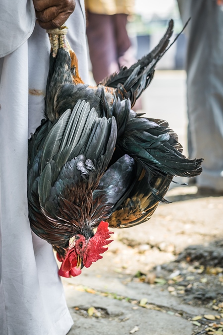 Man holding bunch of black chickens upside down at Juna Bazaa