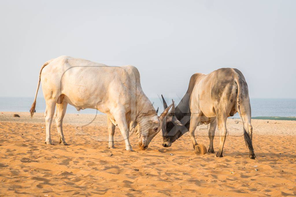 Street cows on beach in Goa in India with blue sky background and  sand