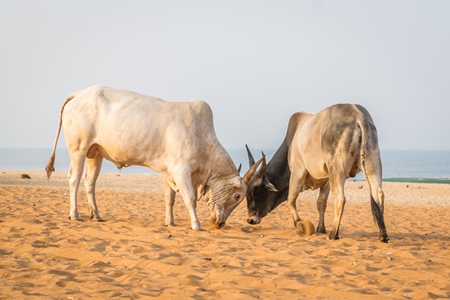 Street cows on beach in Goa in India with blue sky background and  sand