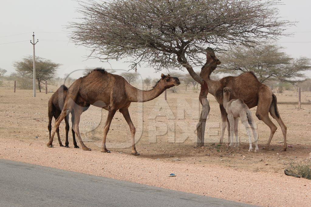 Mother and baby camels eating tree in desert