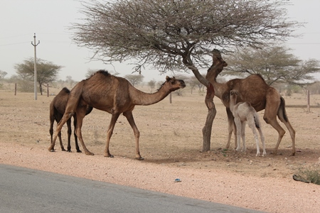 Mother and baby camels eating tree in desert