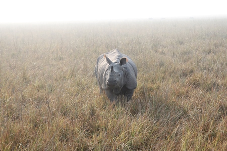 Indian one horned rhino