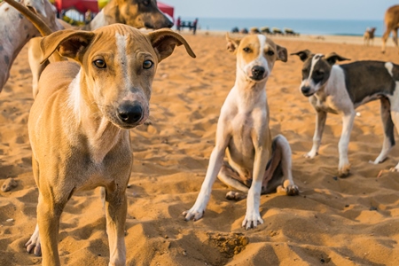 Stray street dogs and puppies playing on beach in Goa