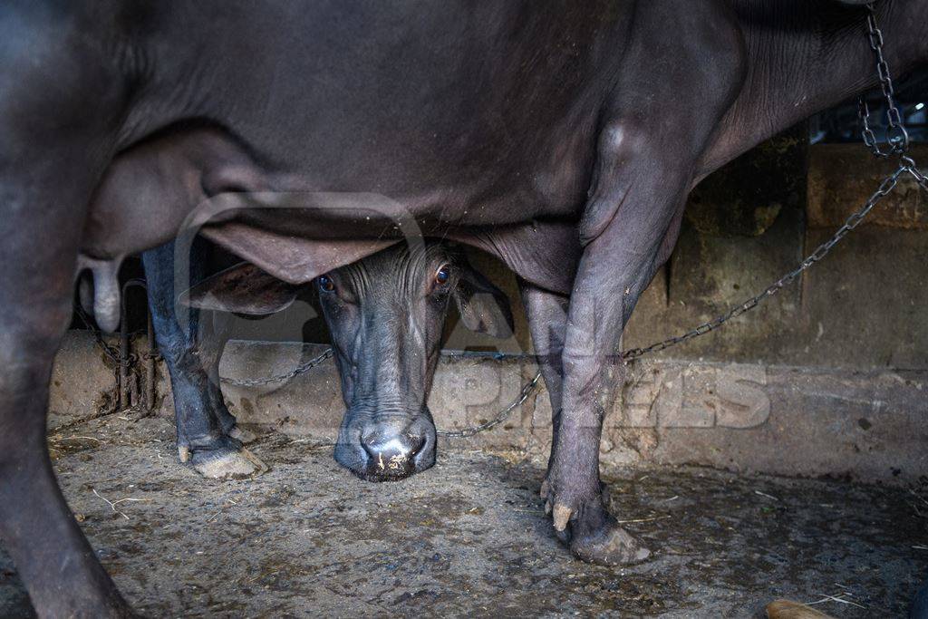 Farmed Indian buffalo looking out from underneath another buffalo on an urban dairy farm or tabela, Aarey milk colony, Mumbai, India, 2023