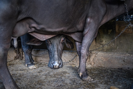 Farmed Indian buffalo looking out from underneath another buffalo on an urban dairy farm or tabela, Aarey milk colony, Mumbai, India, 2023