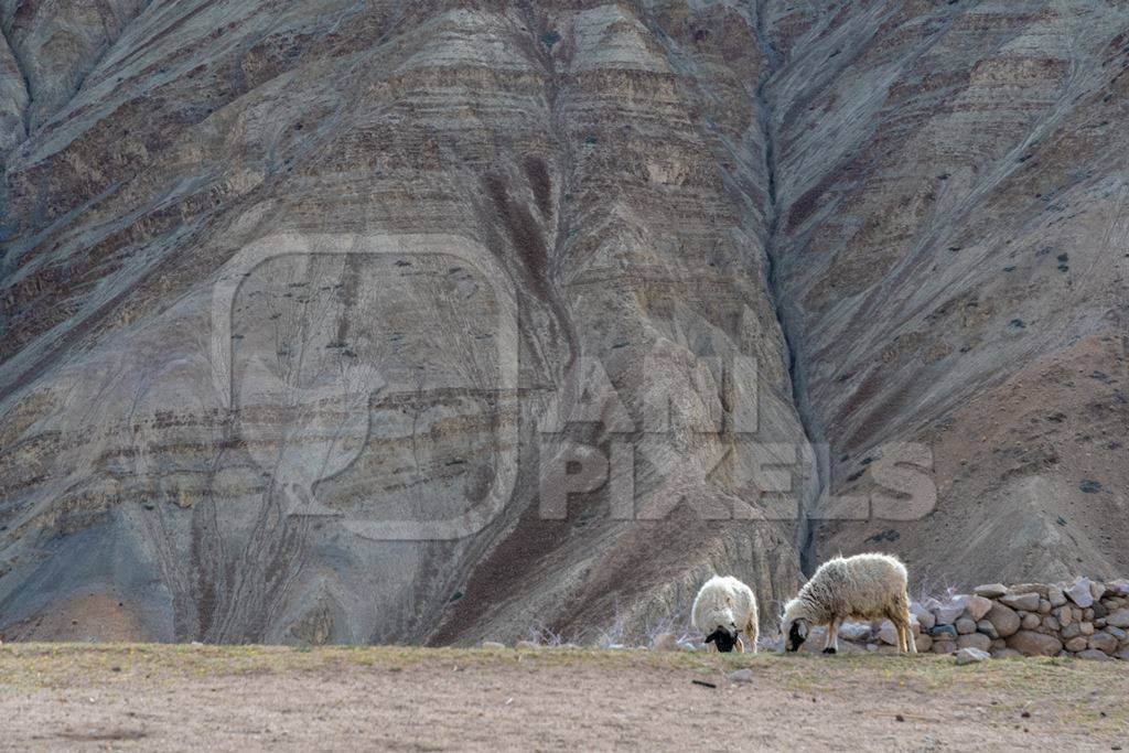 Two Indian sheep grazing in the mountains of Ladakh on a farm in the Himalayas, India