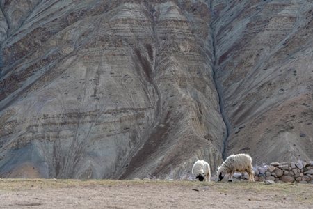Two Indian sheep grazing in the mountains of Ladakh on a farm in the Himalayas, India