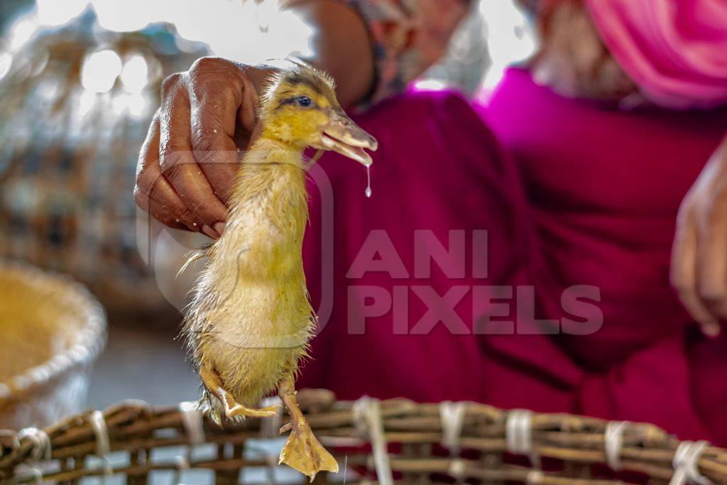 Woman holding up a duckling on sale at a live animal market in the city of Imphal in Manipur in the Northeast of India