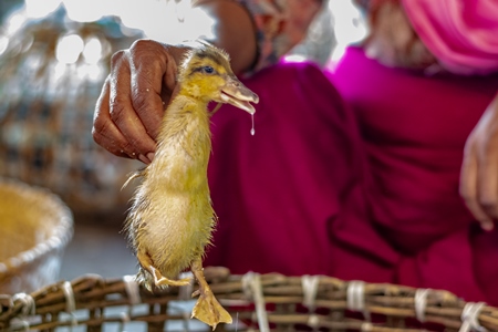 Woman holding up a duckling on sale at a live animal market in the city of Imphal in Manipur in the Northeast of India