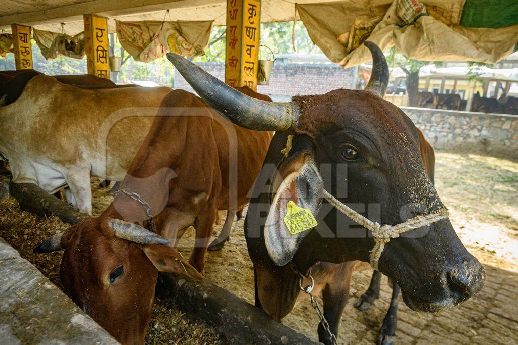 Female dairy cows chained up in a shed at a gaushala or goshala in Jaipur, India, 2022