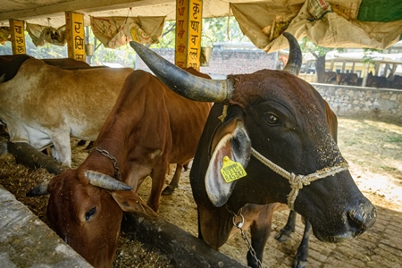 Female dairy cows chained up in a shed at a gaushala or goshala in Jaipur, India, 2022