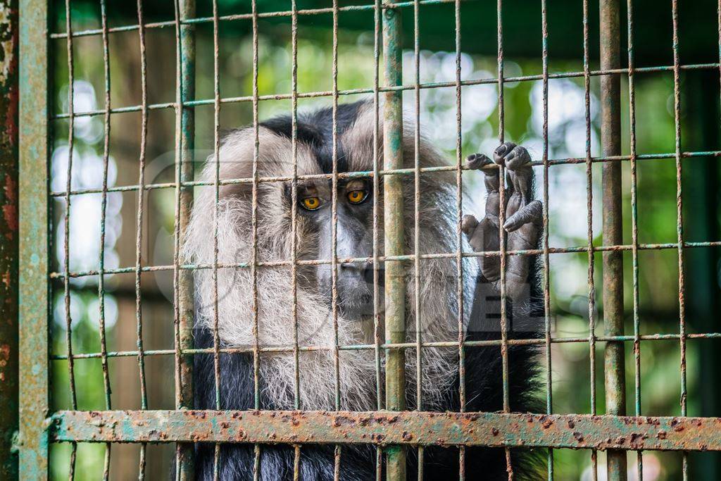Single male lion-tailed macaque monkey held solo in cage in Thattekkad mini zoo