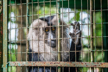Single male lion-tailed macaque monkey held solo in cage in Thattekkad mini zoo