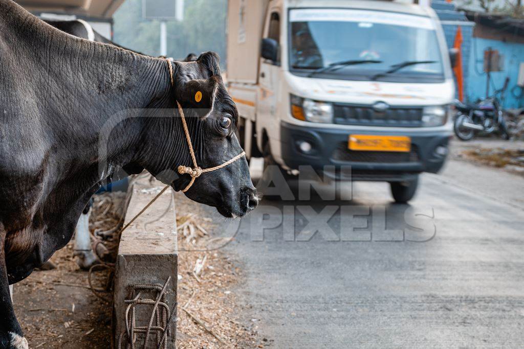 Indian dairy cow tied up on an urban tabela in the divider of a busy road with traffic, Pune, Maharashtra, India, 2024