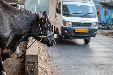 Indian dairy cow tied up on an urban tabela in the divider of a busy road with traffic, Pune, Maharashtra, India, 2024