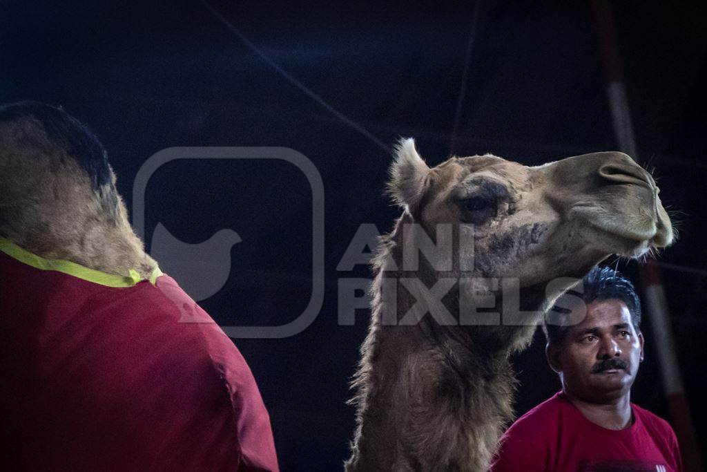 Camel with circus trainer at a circus in Pune