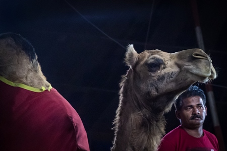 Camel with circus trainer at a circus in Pune