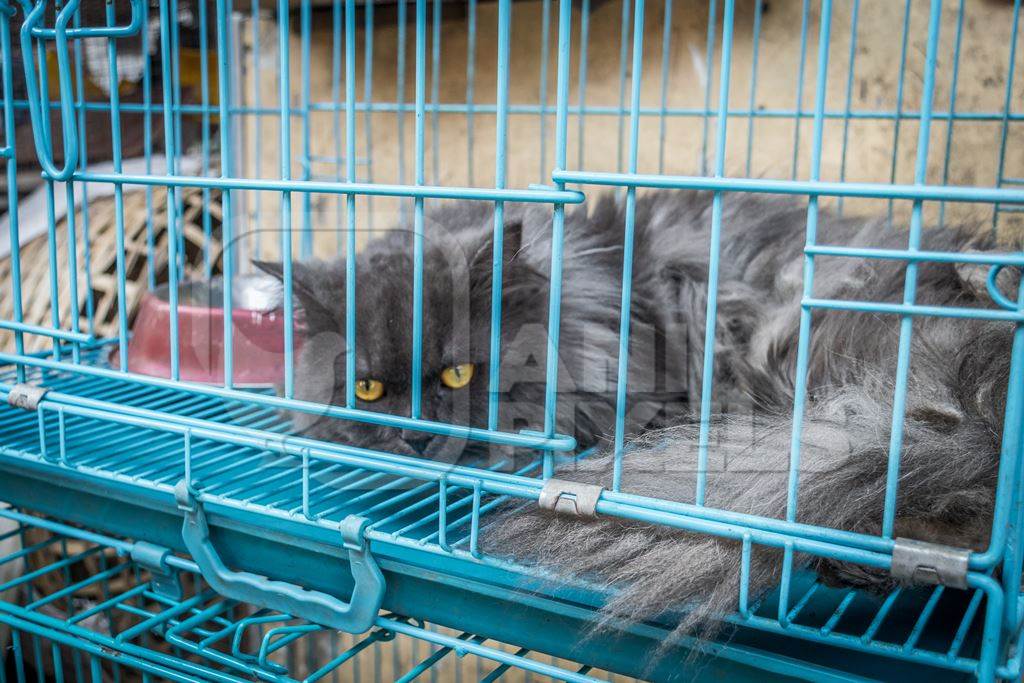 Pedigree persian cats in cage on sale as pets at Crawford pet market in Mumbai