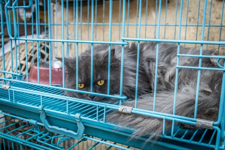 Pedigree persian cats in cage on sale as pets at Crawford pet market in Mumbai