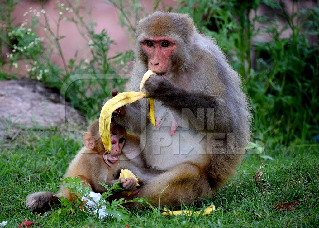 Macaque monkeys mother and baby eating bananas