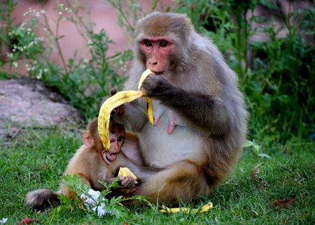 Macaque monkeys mother and baby eating bananas