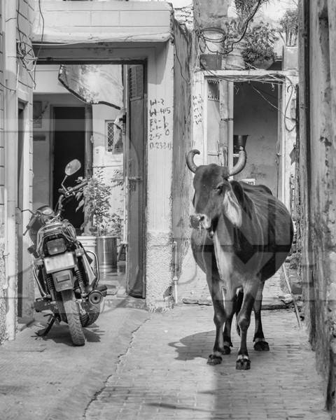 Photo of Indian cow or bullock walking along a narrow street in the town of Pushkar in Rajasthan in India in black and white