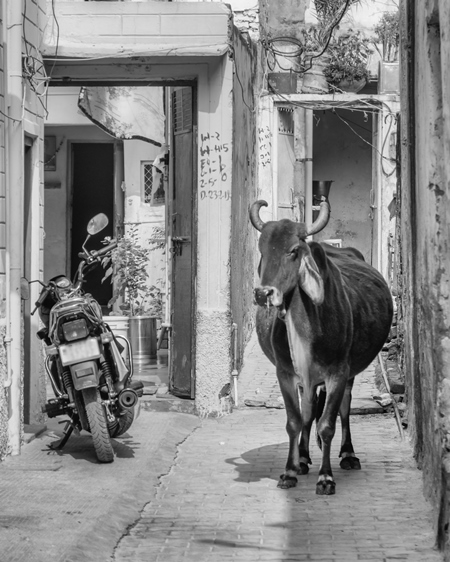 Photo of Indian cow or bullock walking along a narrow street in the town of Pushkar in Rajasthan in India in black and white