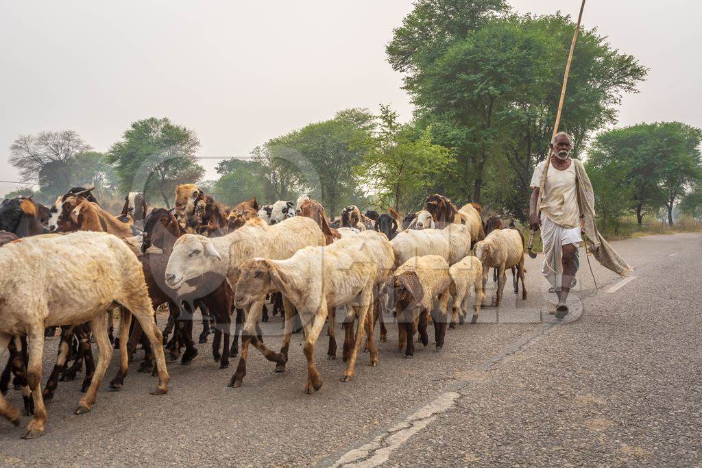 Farmer with herd of goats and sheep walking along road in rural Rajasthan with trees in background