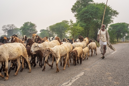 Farmer with herd of goats and sheep walking along road in rural Rajasthan with trees in background