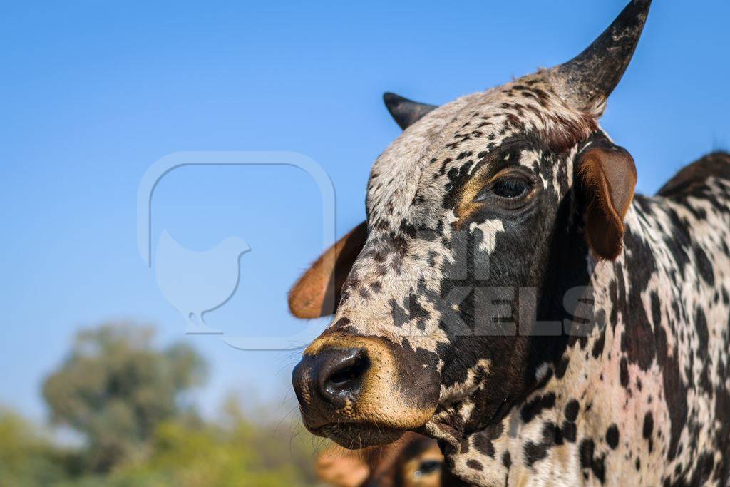 Black and white Street cow or bull on streett in Bikaner in Rajasthan