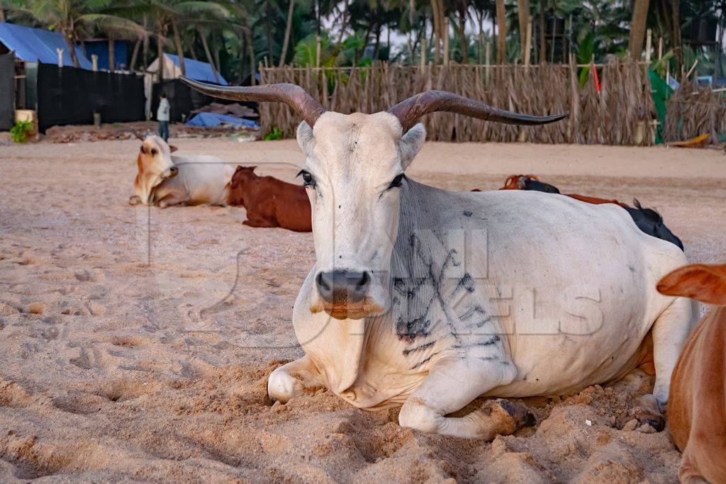 Many cows on the beach in Goa, India