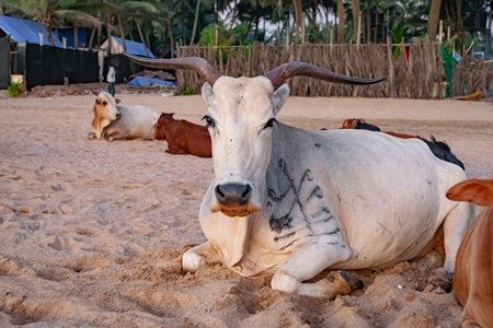 Many cows on the beach in Goa, India