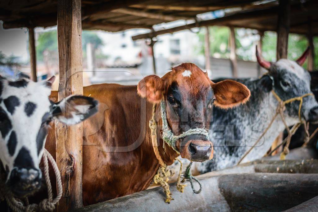 Dairy cows tied up in a stall in an urban dairy in Maharashtra