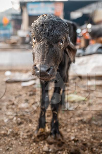 Indian dairy buffalo calf on an urban tabela in the divider of a busy road, Pune, Maharashtra, India, 2024