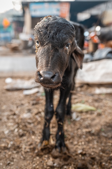 Indian dairy buffalo calf on an urban tabela in the divider of a busy road, Pune, Maharashtra, India, 2024