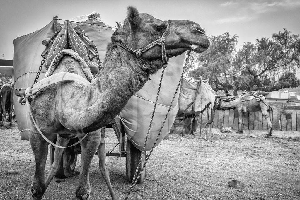 Working camel overloaded with large load on cart in Bikaner in Rajasthan in black and white