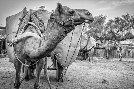 Working camel overloaded with large load on cart in Bikaner in Rajasthan in black and white
