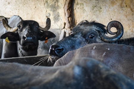 Indian buffaloes chained up on an urban dairy farm or tabela, Aarey milk colony, Mumbai, India, 2023