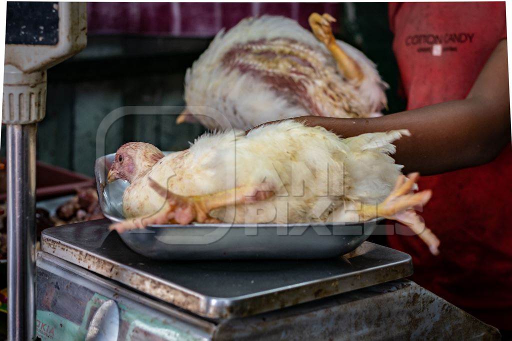 Broiler chicken sitting in a weighing scale at a chicken shop