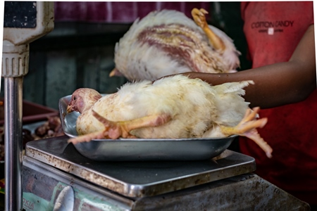 Broiler chicken sitting in a weighing scale at a chicken shop