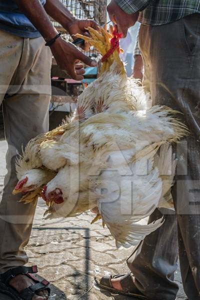 Bunch of broiler chickens being held upside down in Mumbai