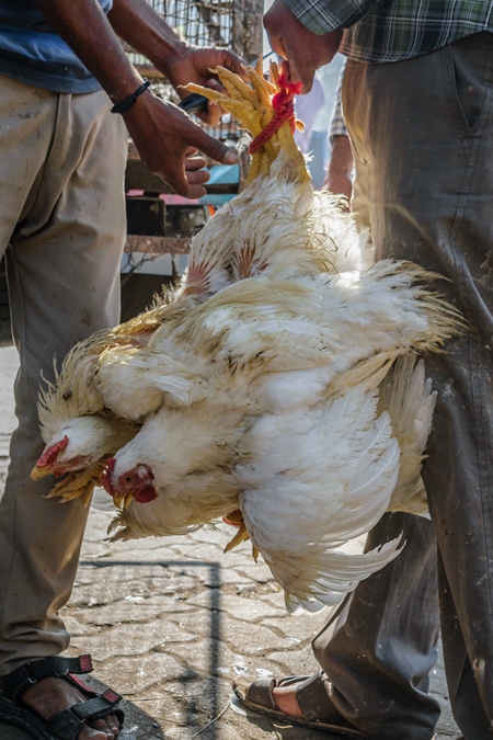 Bunch of broiler chickens being held upside down in Mumbai