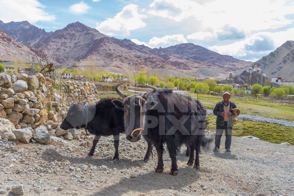 Photo of Indian dzo (male) or dzomo (female) a hybrid yak and cow cross in Ladakh in the Himalaya mountains in India