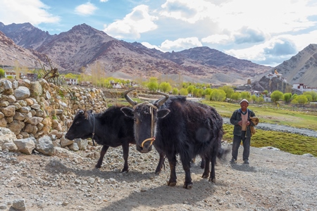 Photo of Indian dzo (male) or dzomo (female) a hybrid yak and cow cross in Ladakh in the Himalaya mountains in India