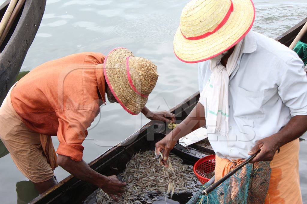 Men examine fish caught in boat
