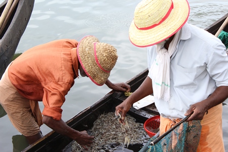 Men examine fish caught in boat