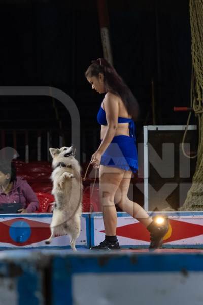 Dog standing on hind legs used as a performing circus animal with acrobat in the Golden Circus,  India, 2019