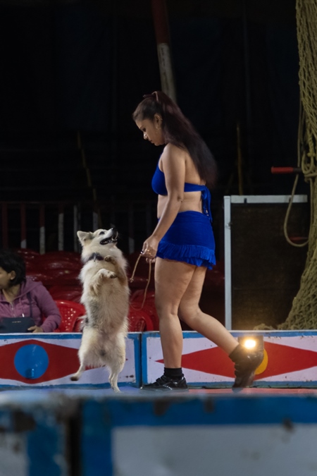 Dog standing on hind legs used as a performing circus animal with acrobat in the Golden Circus,  India, 2019